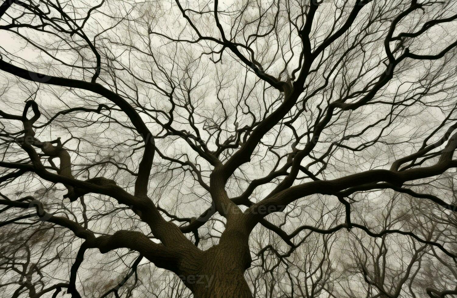 Leafless tree branches view. Generate Ai photo