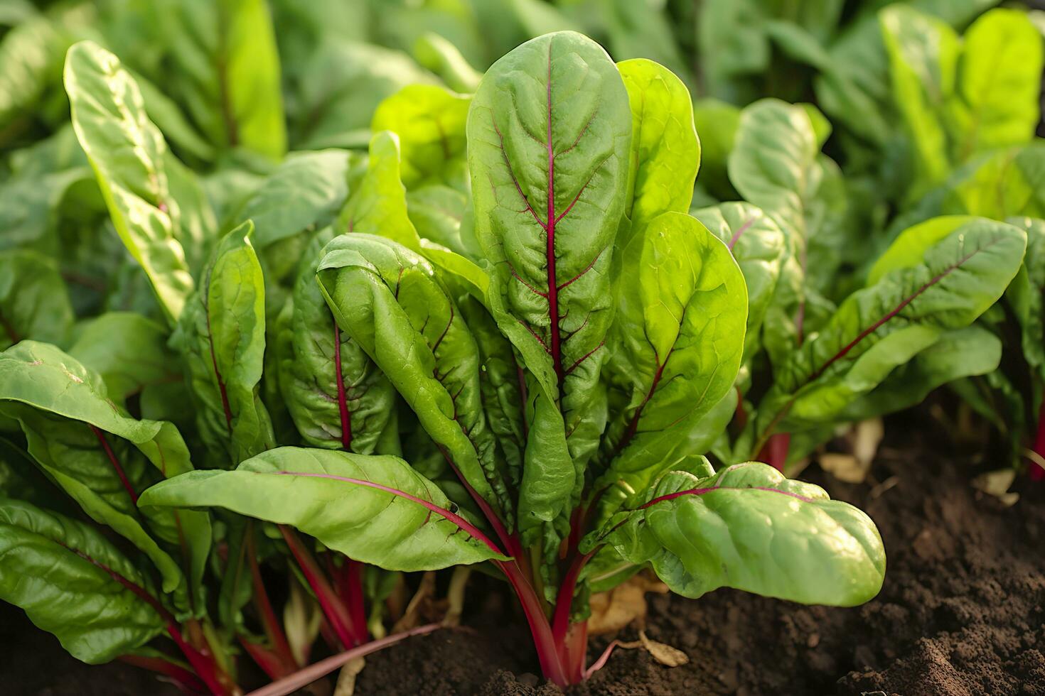 Chard growing in an urban garden. Garden beet and salad leaves close up. Generative AI photo