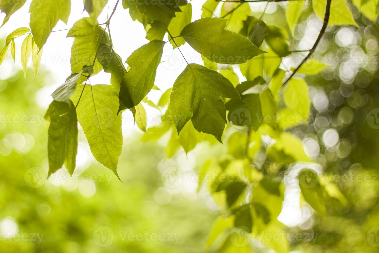 Close-up view of a green leaf on a blurred green background in a garden with a copy of the space, using as a background natural green plants landscape, ecology, photo