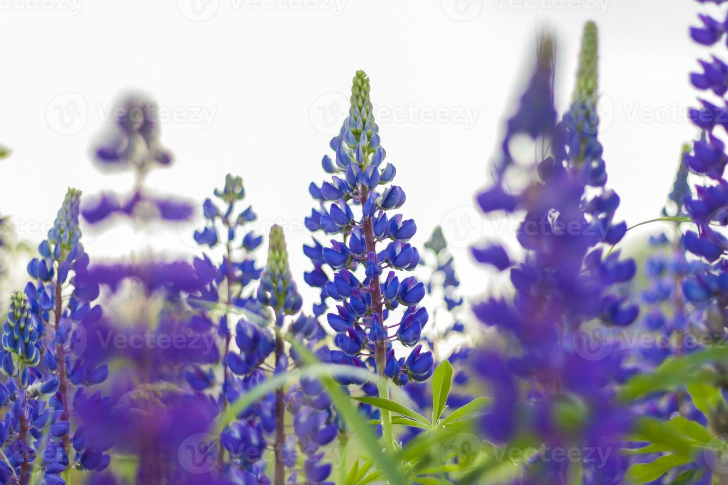 Purple wild lupin Lupinus polyphyllus blooms in a meadow. A field with wild purple flowers. photo