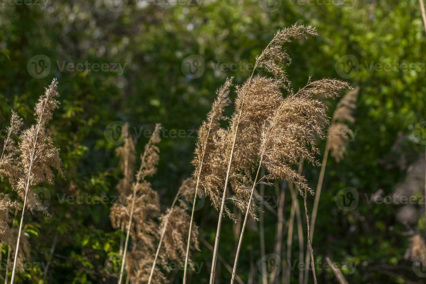 Pampas grass on the lake, reeds, cane seeds. The reeds on the lake sway in the wind against the blue sky and water. Abstract natural background. Beautiful pattern with bright colors photo