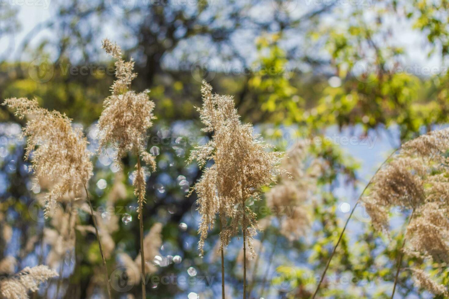 Pampas grass on the lake, reeds, cane seeds. The reeds on the lake sway in the wind against the blue sky and water. Abstract natural background. Beautiful pattern with bright colors photo