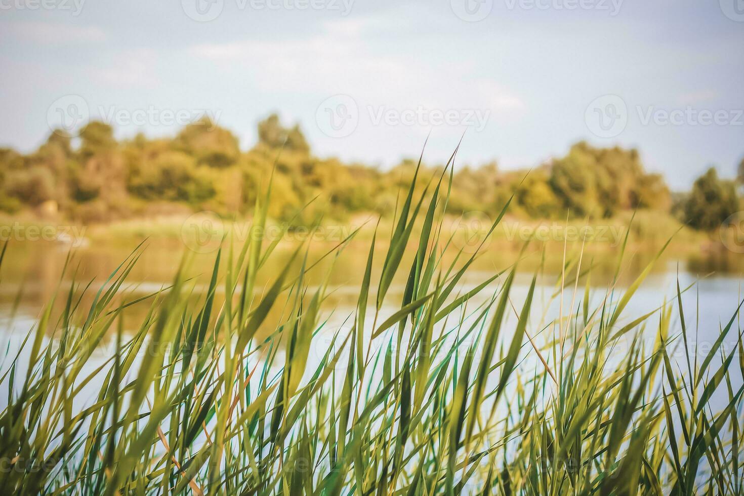 Pampas grass on the lake, reeds, cane seeds. The reeds on the lake are swaying in the wind against the background of the blue sky and water. photo
