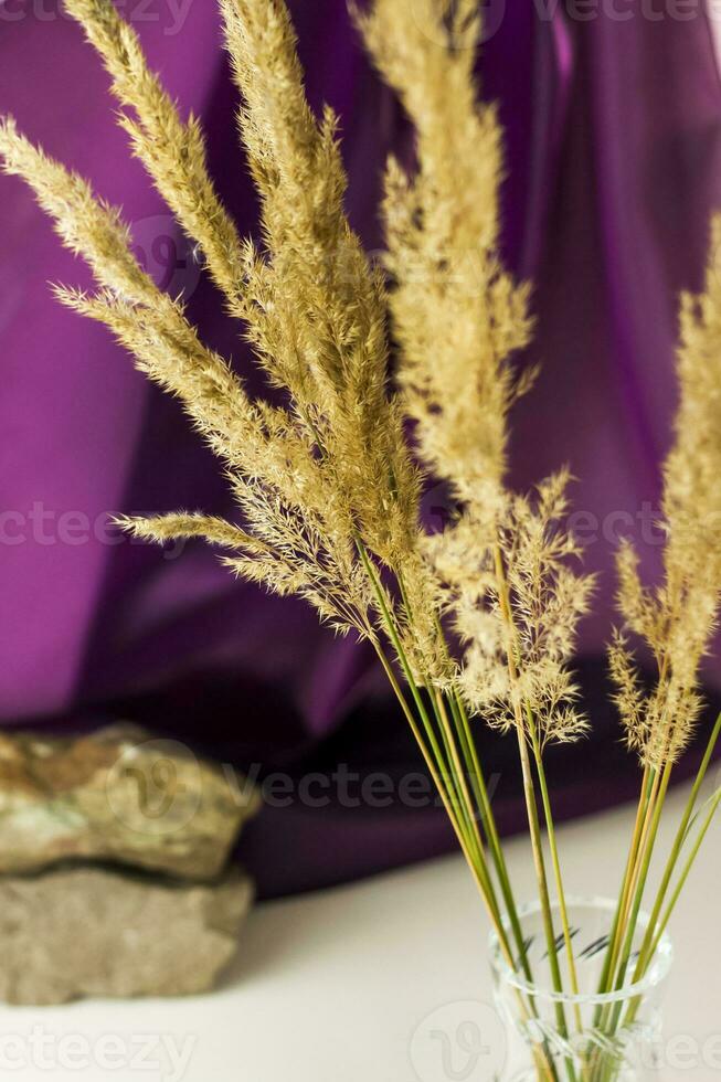 Pampas grass on a colored background. a fluffy twig. Background for advertising and presentation. photo