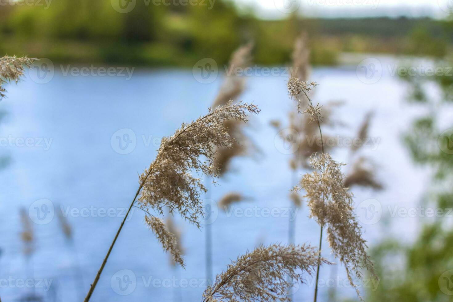 Pampas grass on the lake, reeds, cane seeds. The reeds on the lake sway in the wind against the blue sky and water. Abstract natural background. Beautiful pattern with bright colors photo