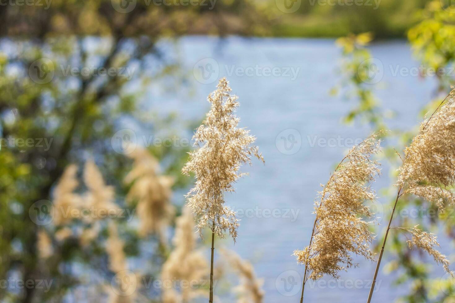 Pampas grass on the lake, reeds, cane seeds. The reeds on the lake sway in the wind against the blue sky and water. Abstract natural background. Beautiful pattern with bright colors photo