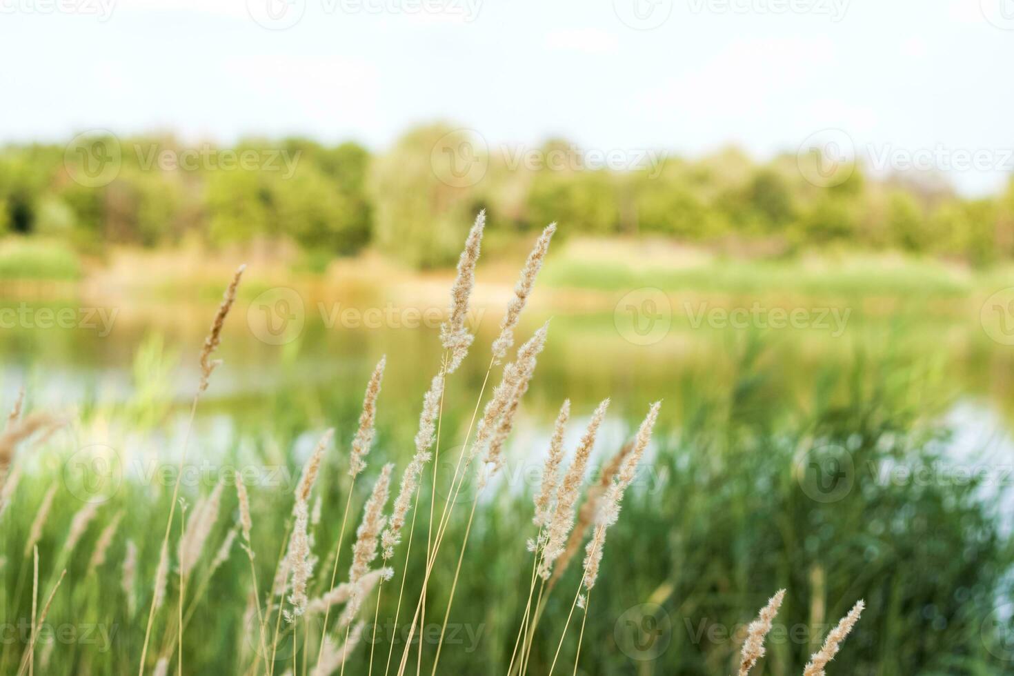 Pampas grass on the lake, reeds, cane seeds. The reeds on the lake are swaying in the wind against the background of the blue sky and water. photo
