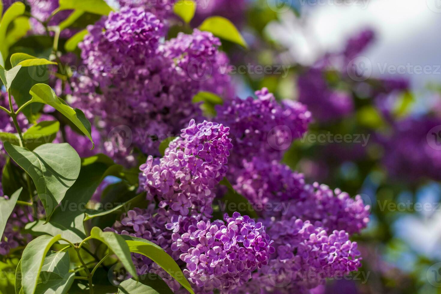 Lilac in the garden. Blooming lilac-purple flowers, selective focus. A branch of lilac in the sunlight. They bloom in spring. Selective focus. photo