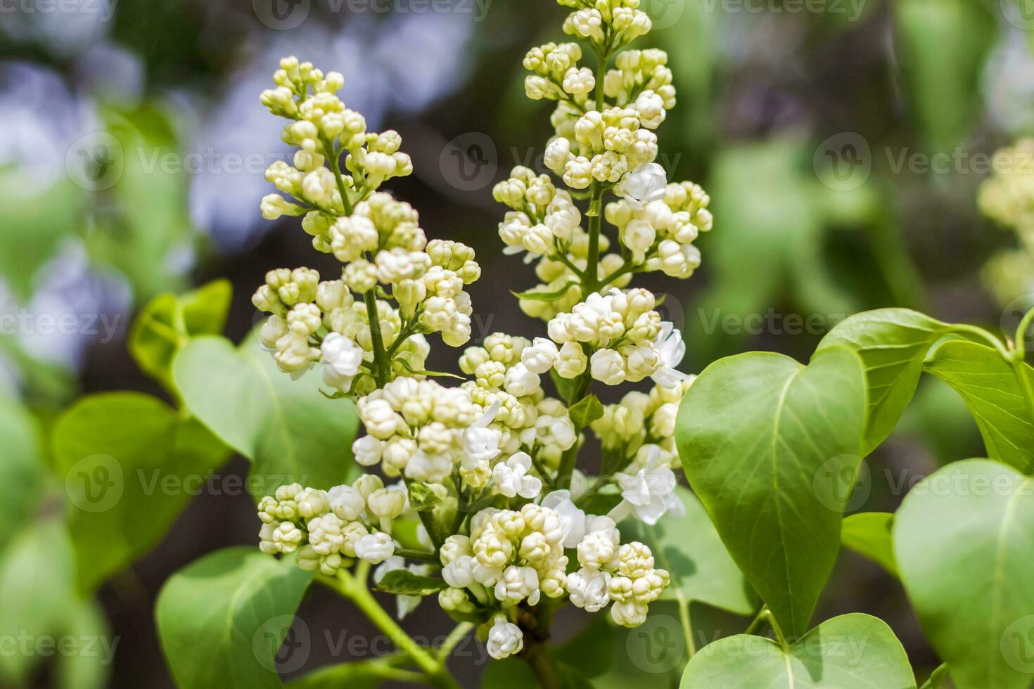 Lilac blooms on a sunny spring day in May. The flowers were just beginning to bloom. Background image with a space for the text. Natural floral background. spring day, photo