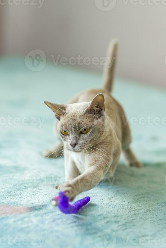 A domestic cat of Burmese breed, playful and active, in a city apartment building. Loves toys and bows. The eyes of a happy pet playing and wanting to attack. photo