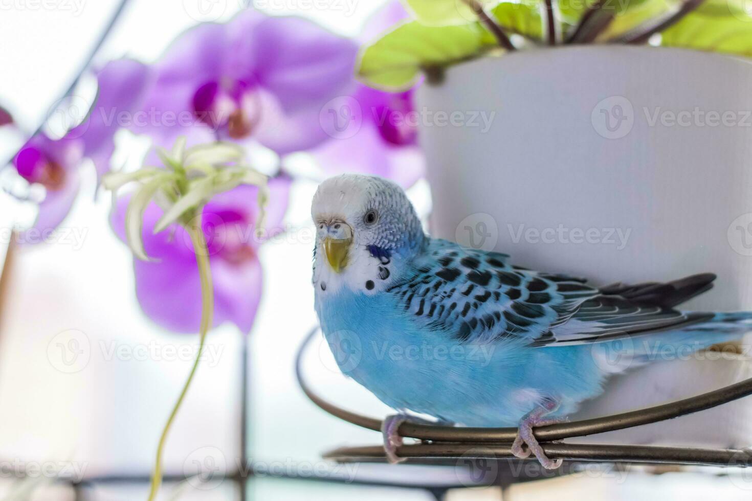 A beautiful blue budgie sits without a cage on a house plant. Tropical birds at home. photo