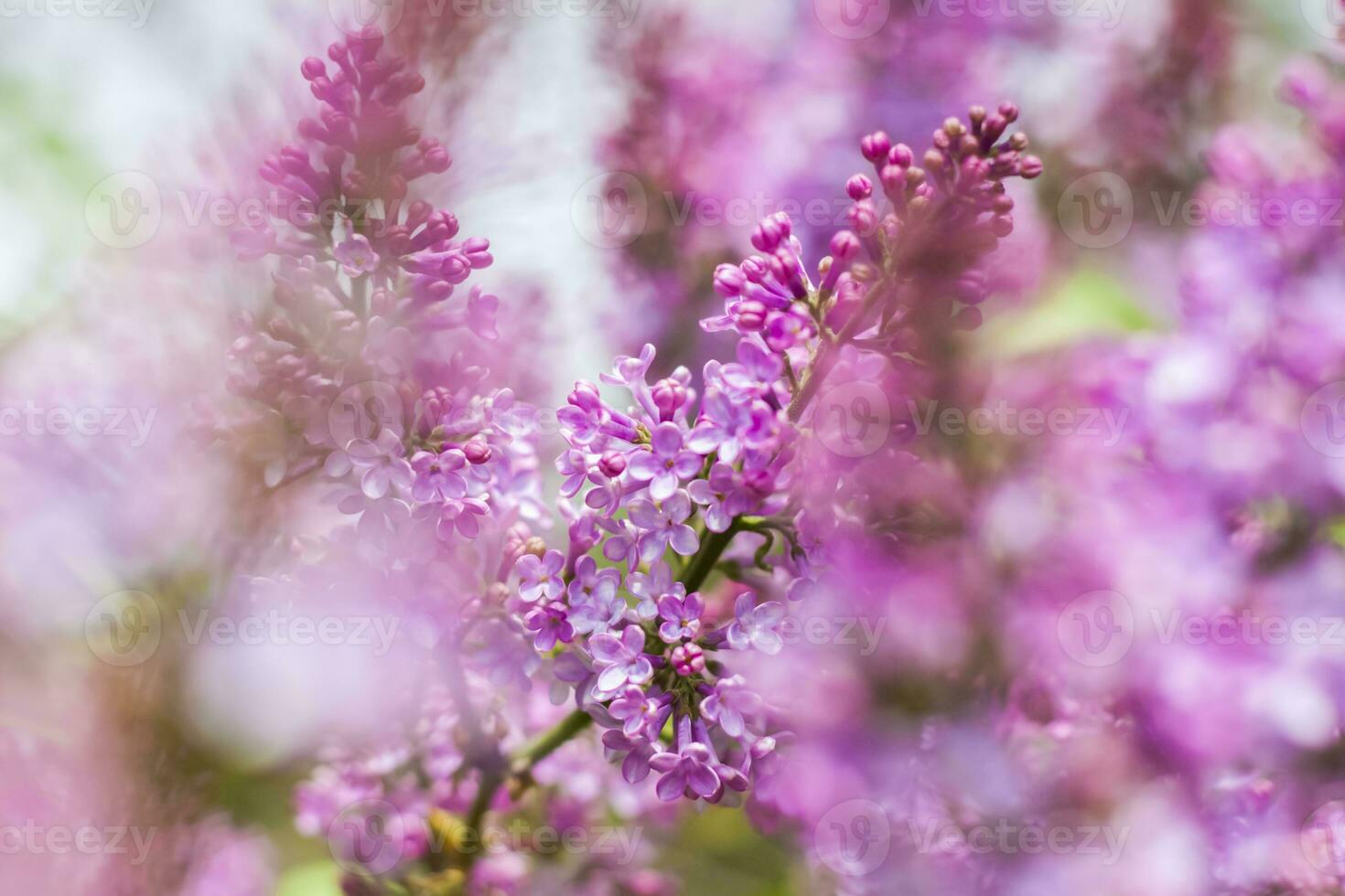 Lilac blooms on a sunny spring day in May. The flowers were just beginning to bloom. Background image with a space for the text. Natural floral background. spring day, photo