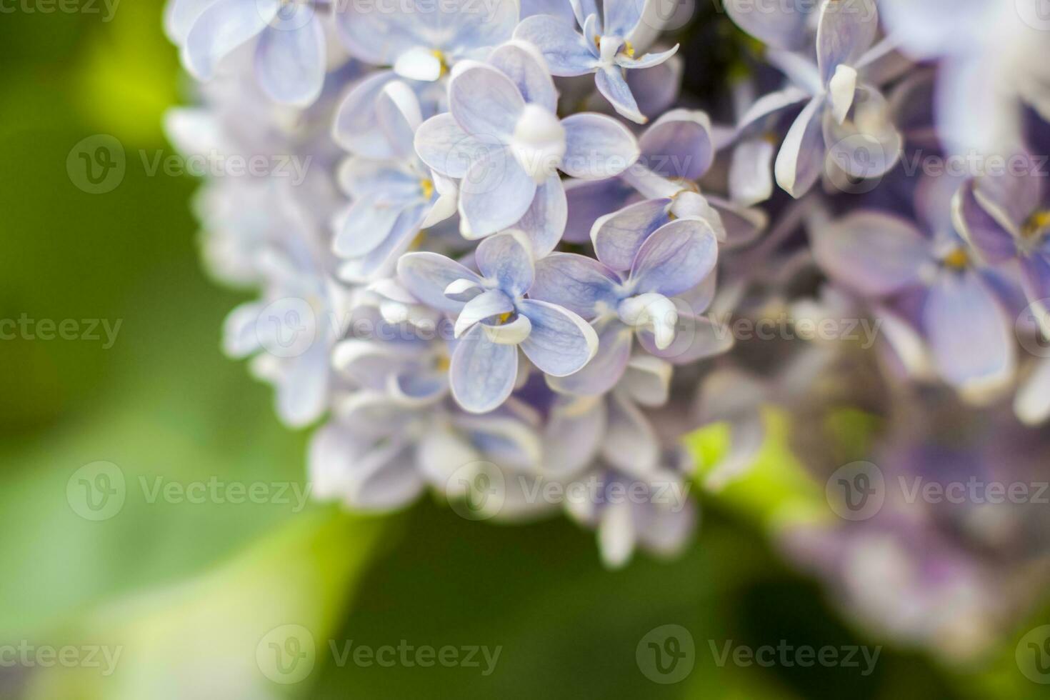 Lilac in the garden. Blooming lilac-purple flowers, selective focus. A branch of lilac in the sunlight. They bloom in spring. Selective focus. photo