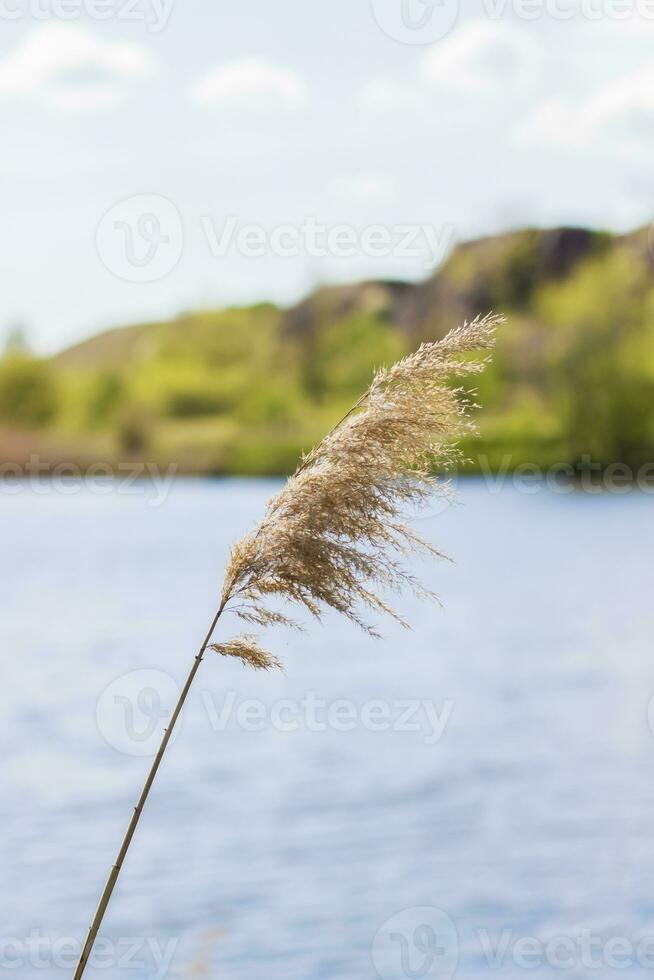 Pampas grass on the lake, reeds, cane seeds. The reeds on the lake sway in the wind against the blue sky and water. Abstract natural background. Beautiful pattern with bright colors photo