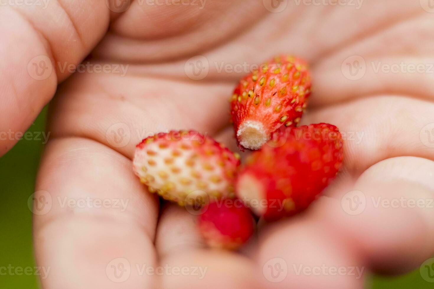 Wild strawberry is a berry on the palm of your hand. Close-up on blurred greenery with copying of space, using as a background of the natural landscape, ecology. Macro photography, photo
