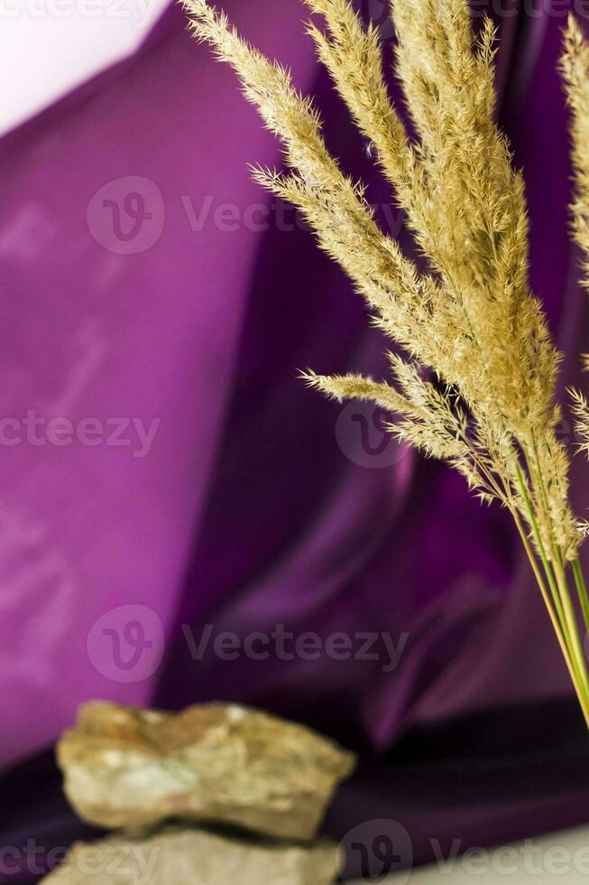 Pampas grass on a colored background. a fluffy twig. Background for advertising and presentation. photo