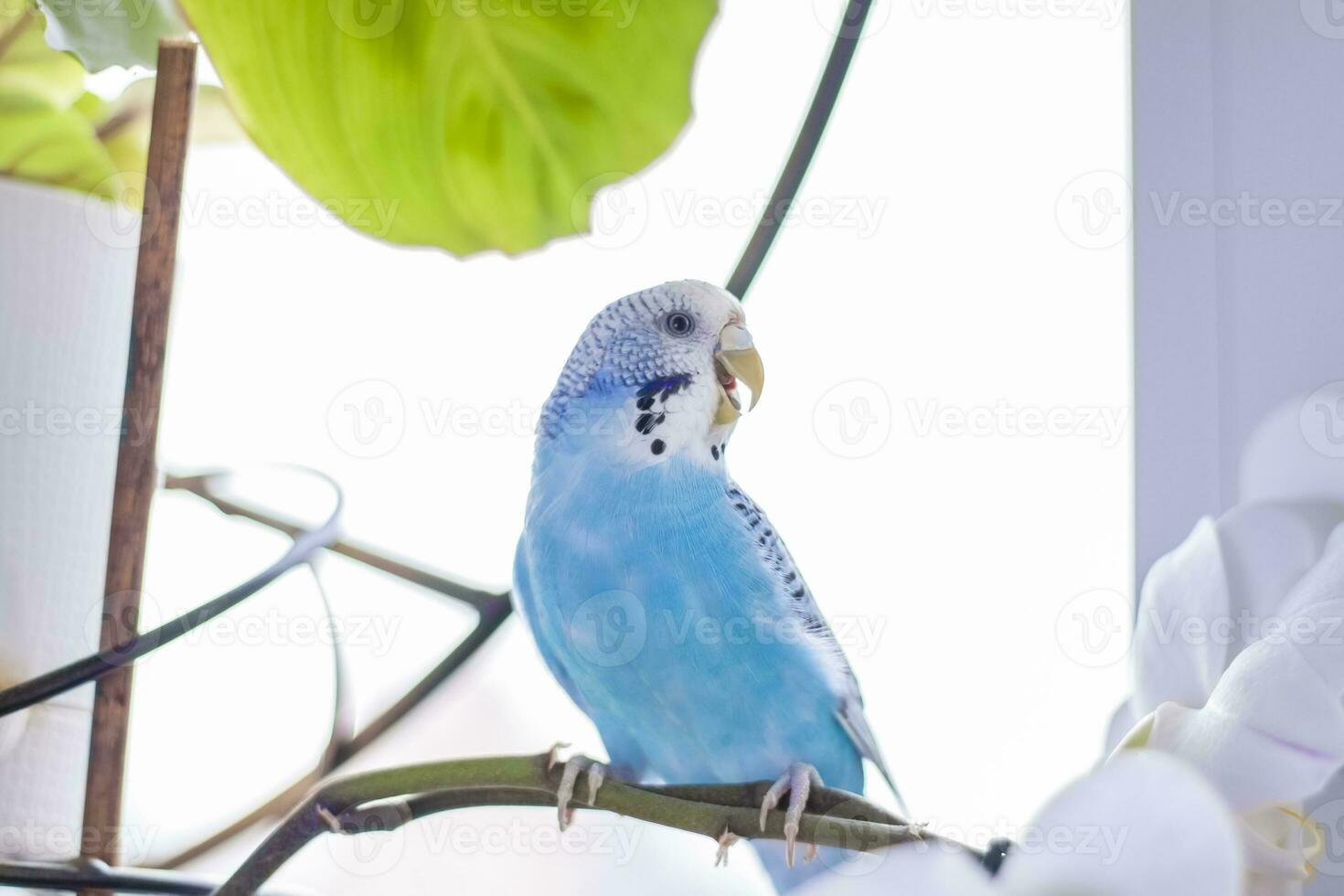 un hermosa azul periquito se sienta sin un jaula en un casa planta. tropical aves a hogar. foto