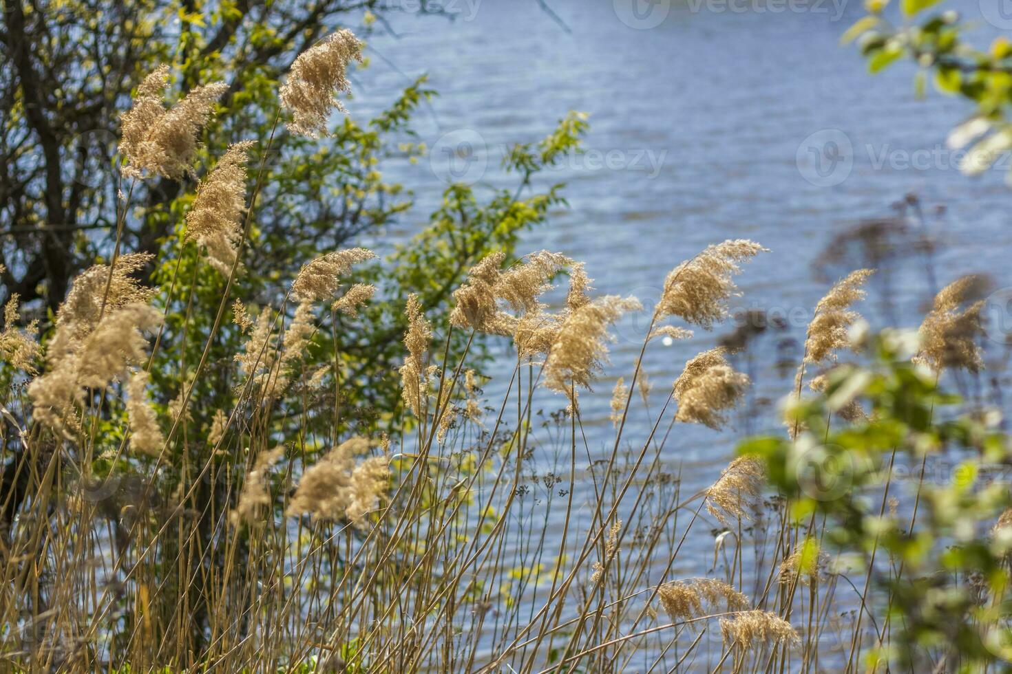 Pampas grass on the lake, reeds, cane seeds. The reeds on the lake sway in the wind against the blue sky and water. Abstract natural background. Beautiful pattern with bright colors photo