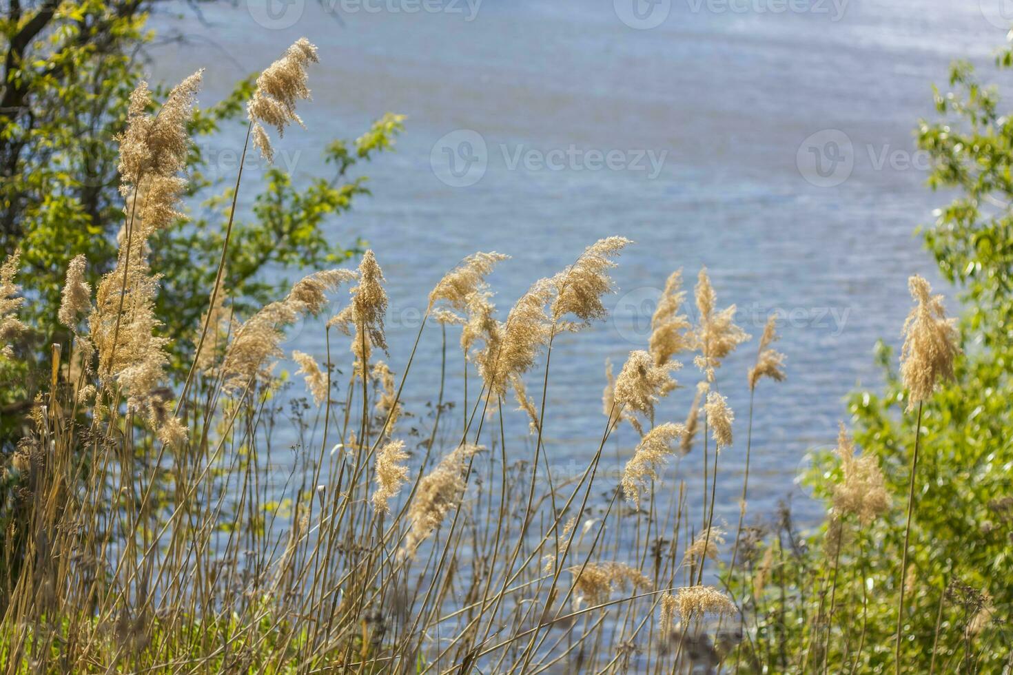Pampas grass on the lake, reeds, cane seeds. The reeds on the lake sway in the wind against the blue sky and water. Abstract natural background. Beautiful pattern with bright colors photo
