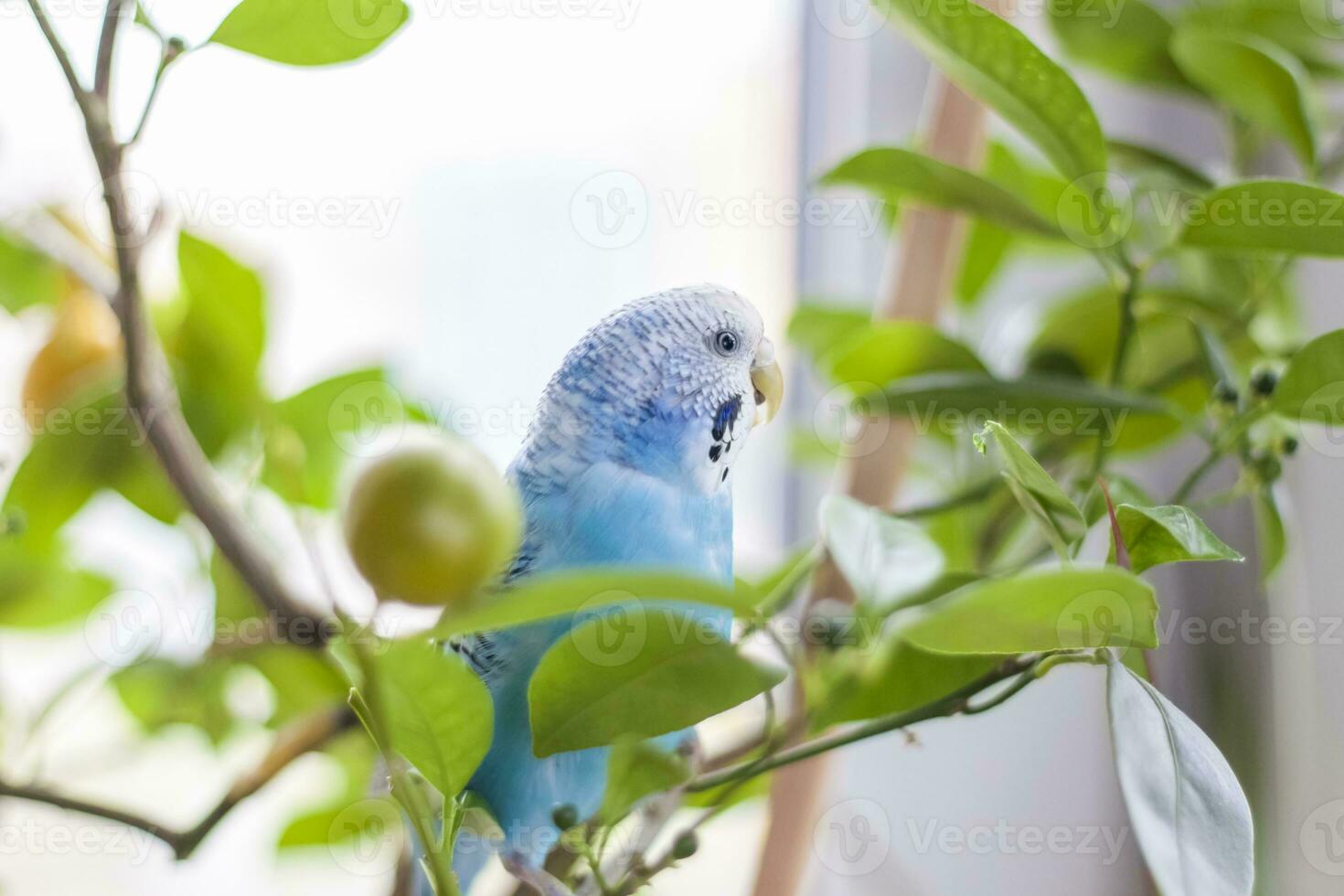 A beautiful blue budgie sits without a cage on a house plant. Tropical birds at home. photo