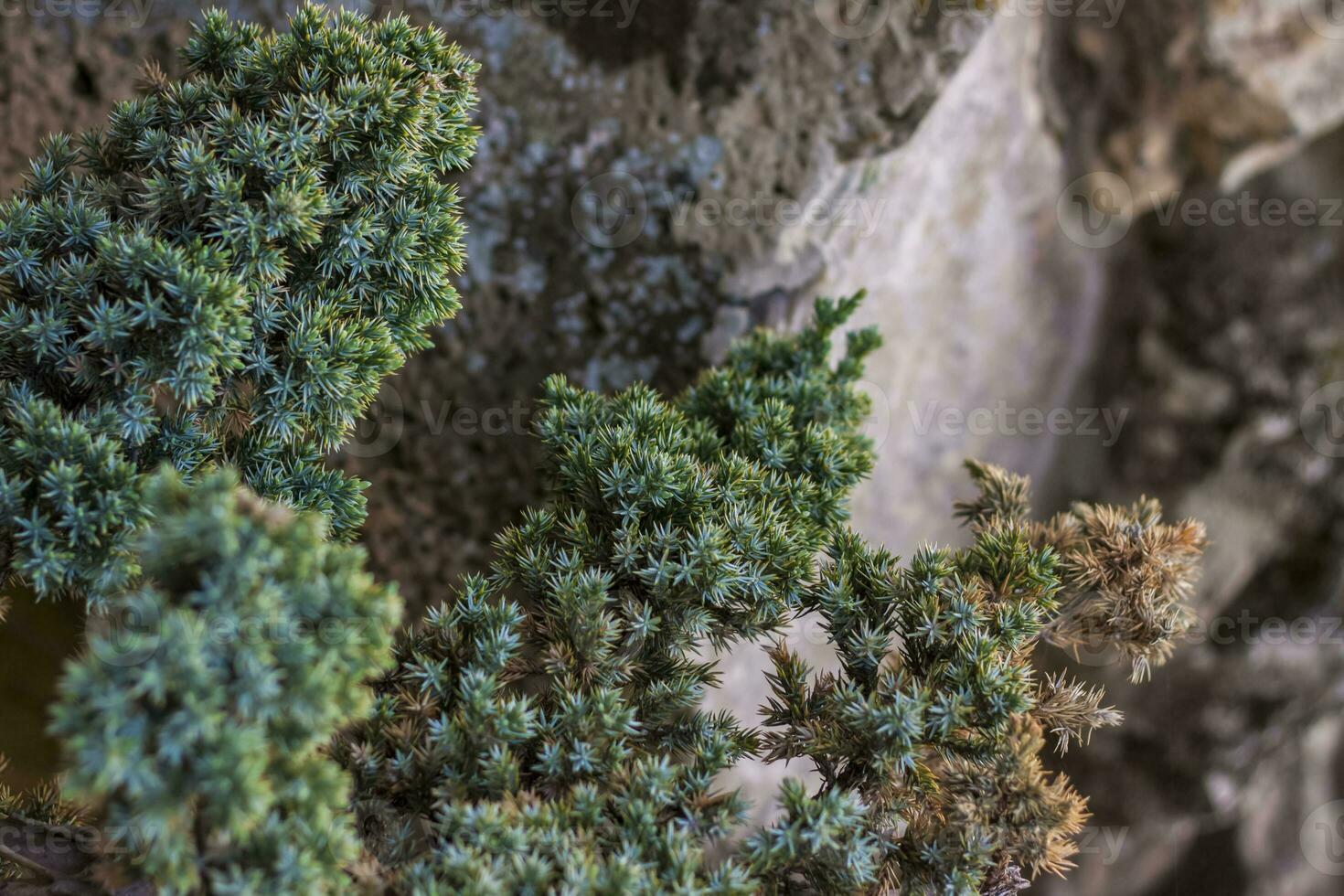 Close-up view of a green leaf on a blurred green background in a garden with a copy of the space, using as a background natural green plants landscape, ecology, photo