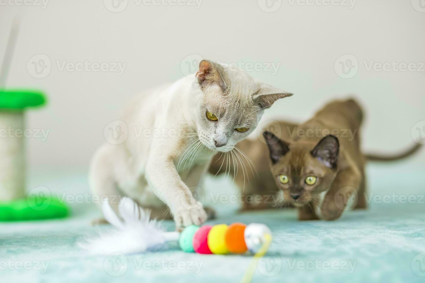 A domestic cat of Burmese breed, playful and active, in a city apartment building. Loves toys and bows. The eyes of a happy pet playing and wanting to attack. photo