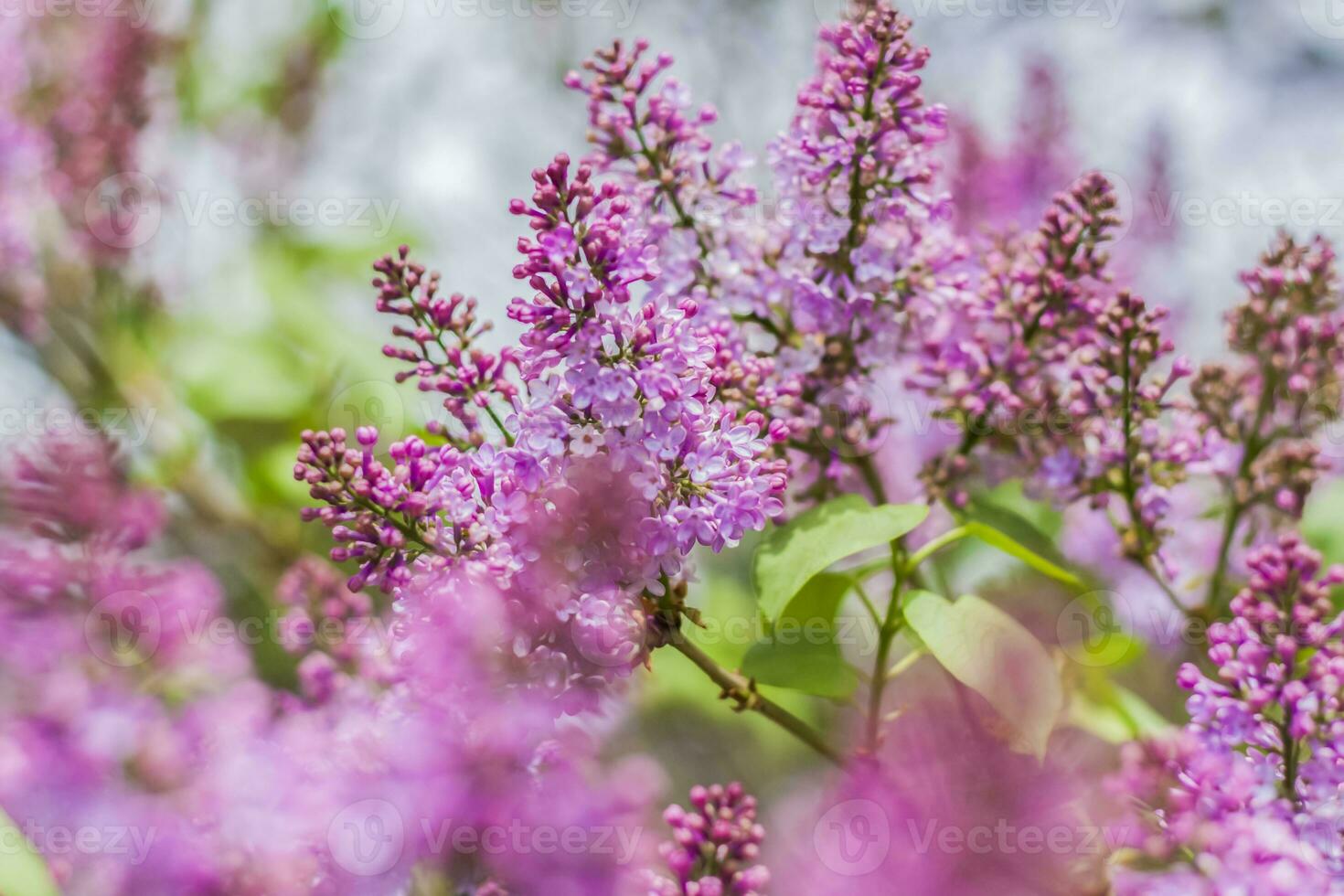 Lilac blooms on a sunny spring day in May. The flowers were just beginning to bloom. Background image with a space for the text. Natural floral background. spring day, photo