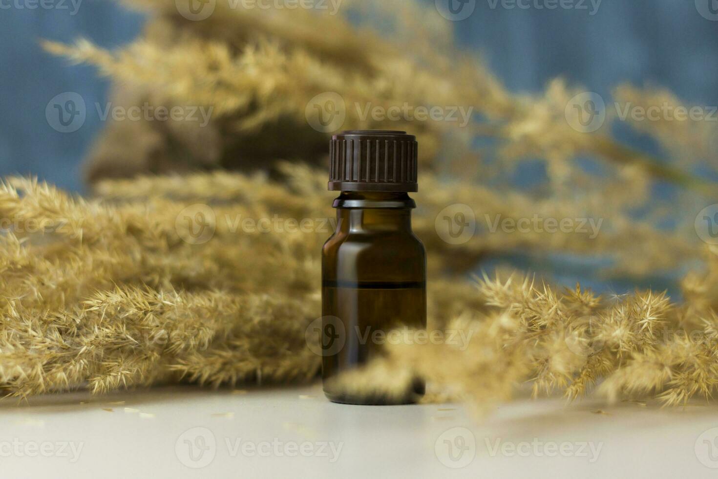 a bottle of cosmetic oil on a background of pampas grass on a colored background and a stone. Stylish appearance, layout, personality. Banner, a place for the text. photo
