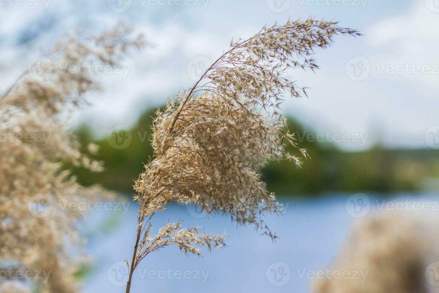 Pampas grass on the lake, reeds, cane seeds. The reeds on the lake sway in the wind against the blue sky and water. Abstract natural background. Beautiful pattern with bright colors photo