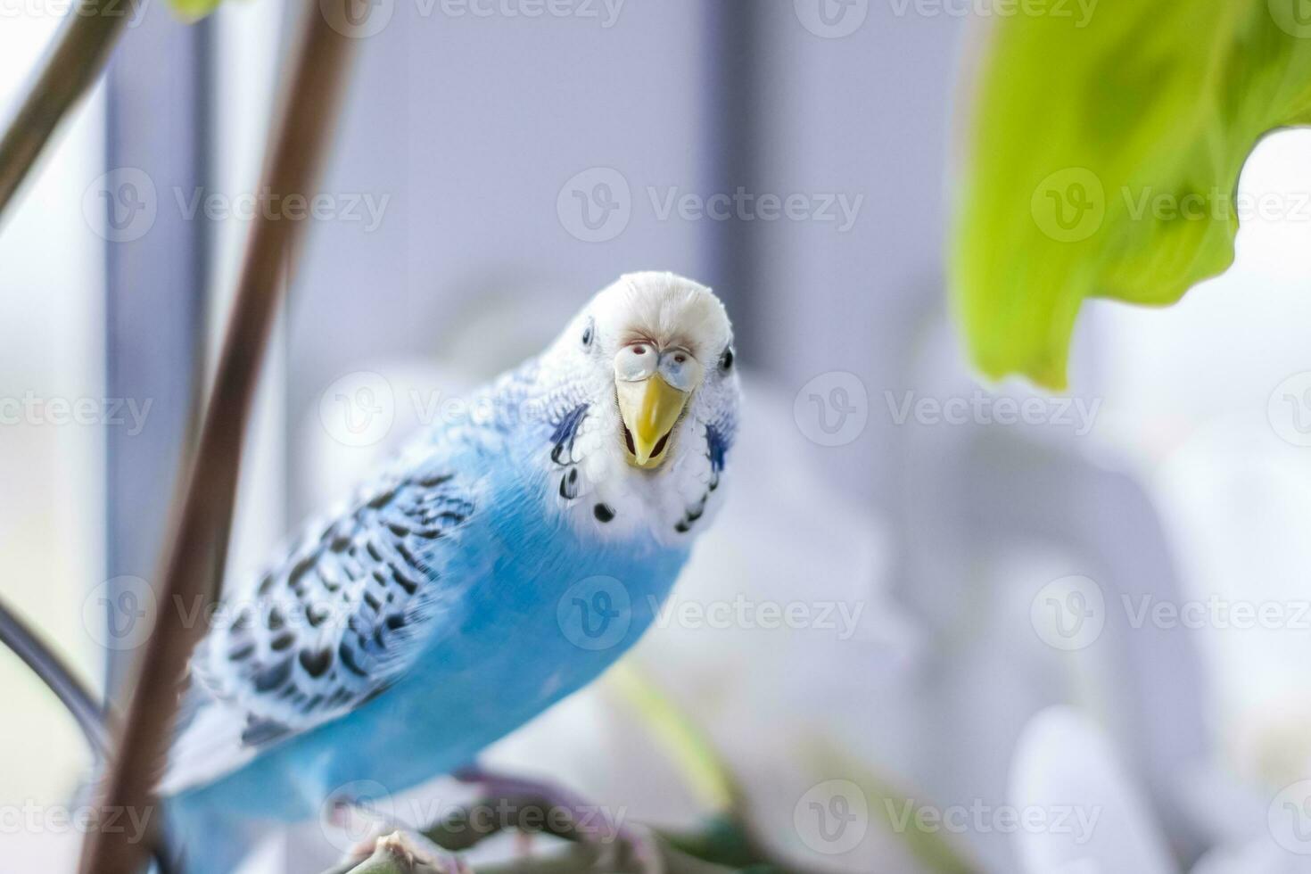 A beautiful blue budgie sits without a cage on a house plant. Tropical birds at home. photo