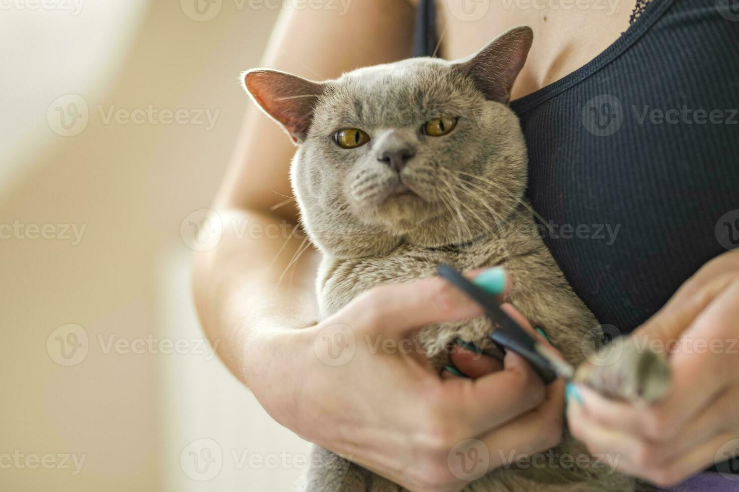 A domestic male Burmese cat, gray with yellow eyes, in the arms of the owner. He doesn't like having his claws trimmed. Cat care. Natural habitat. photo
