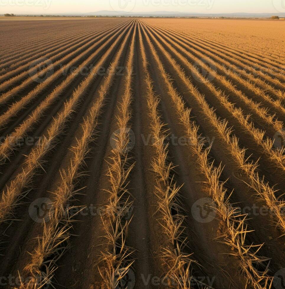 Aerial view of a barren field of crops, world food day images photo