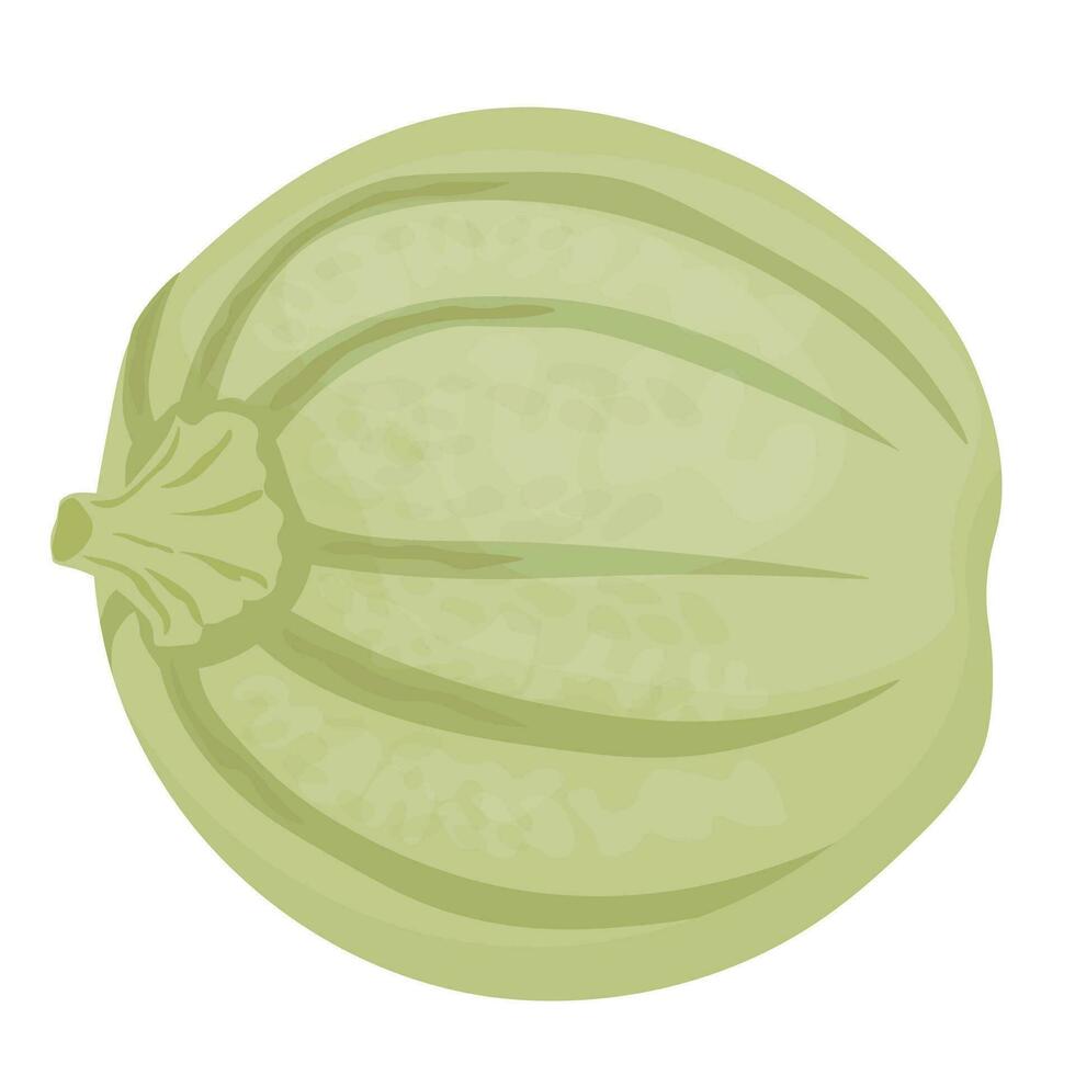Round squash. Green pumpkin. Vector illustration. Harvest. Vegetable. Isolated on a white background.