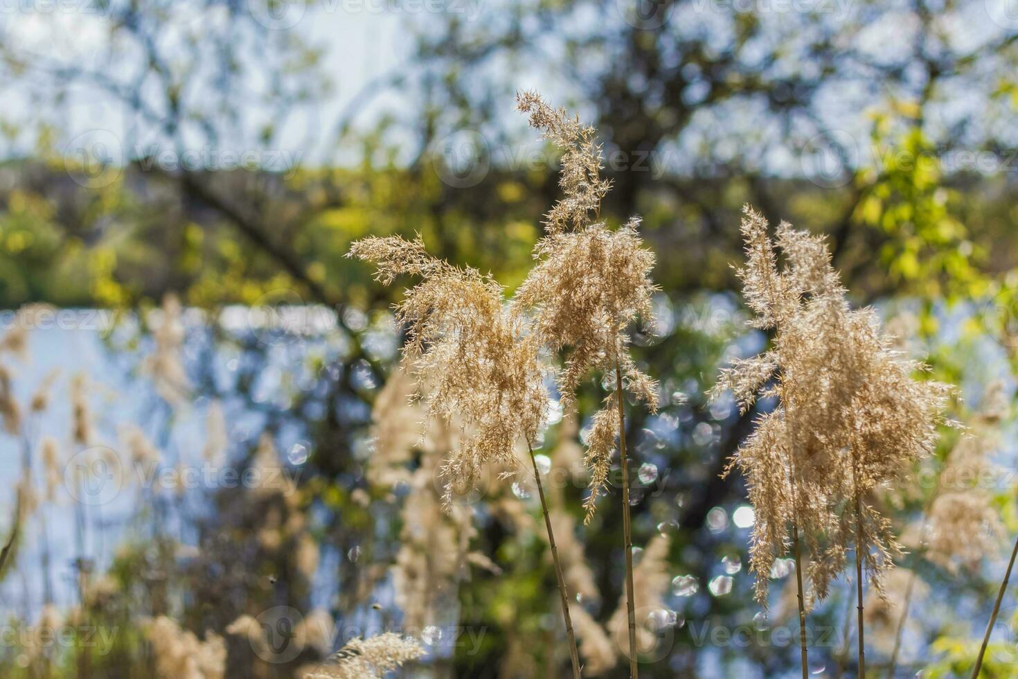 Pampas grass on the lake, reeds, cane seeds. The reeds on the lake sway in the wind against the blue sky and water. Abstract natural background. Beautiful pattern with bright colors photo