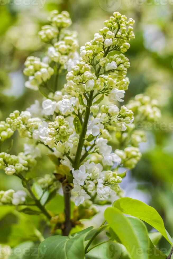 Lilac blooms on a sunny spring day in May. The flowers were just beginning to bloom. Background image with a space for the text. Natural floral background. spring day, photo