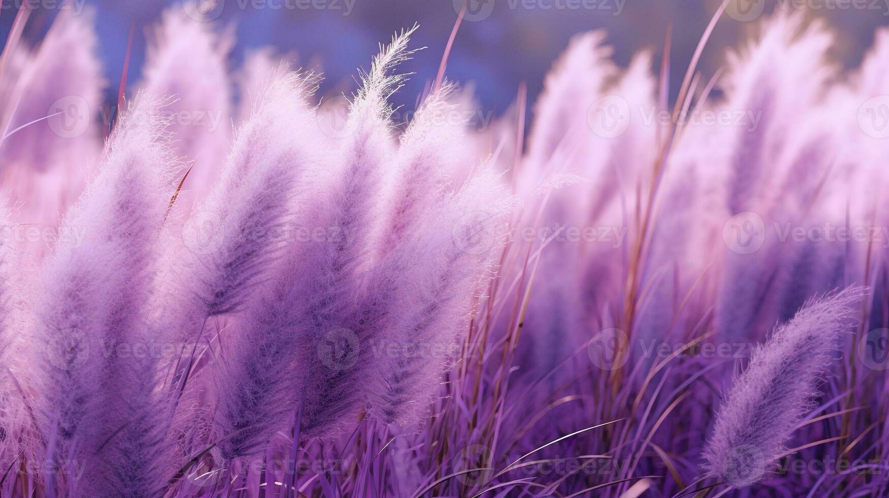 Generative AI, Pampa purple lavender color grass branch with sky. Abstract natural boho background of soft plants, Cortaderia selloana photo