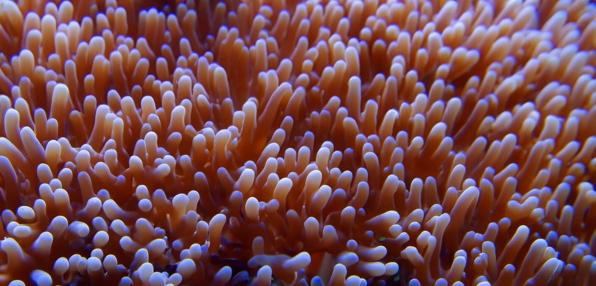 coral underwater sea underwater ecosystem photo