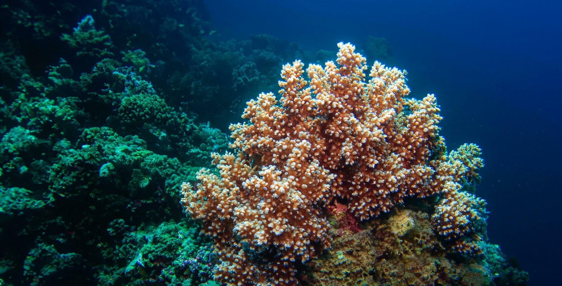 coral underwater sea underwater ecosystem photo