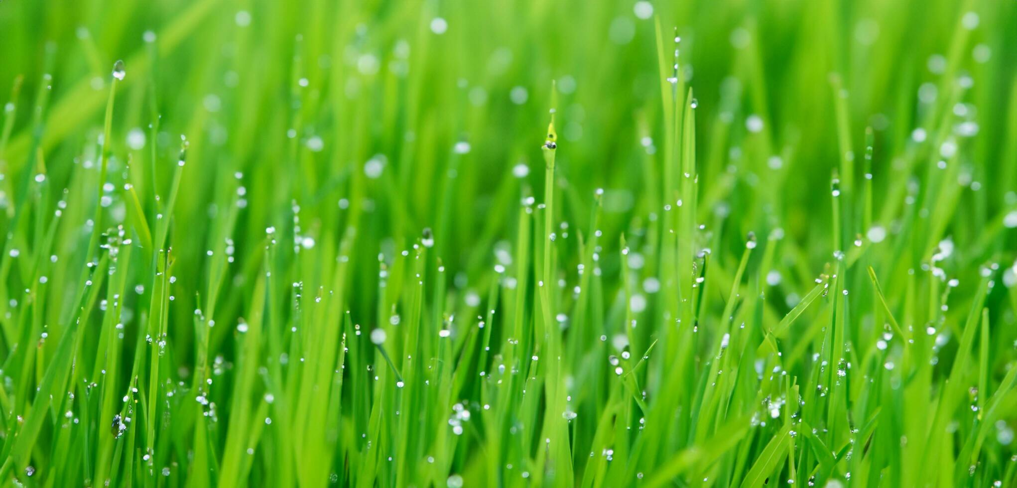 dew on the grass close up photo water droplets on green grass rain on the grass