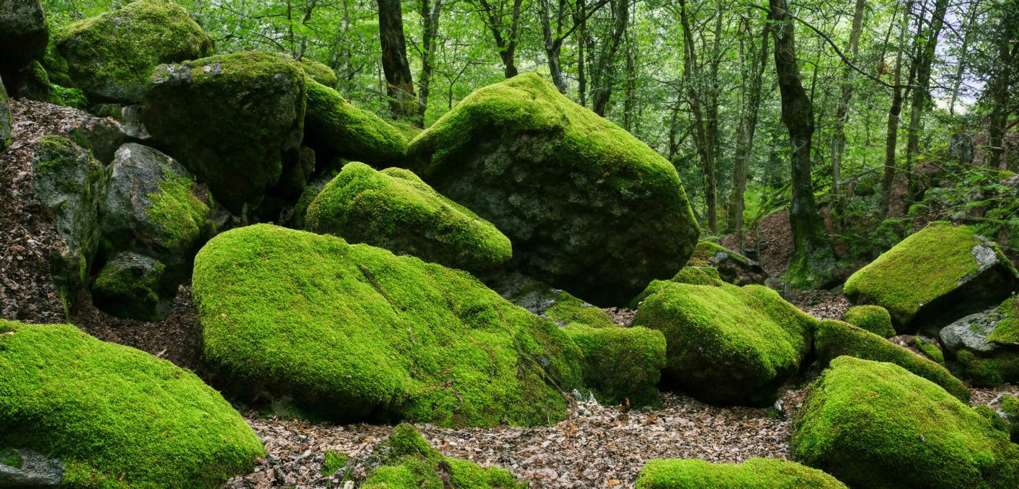 Moss on the rock in the forest Moss garden Asian forest natural green moss photo