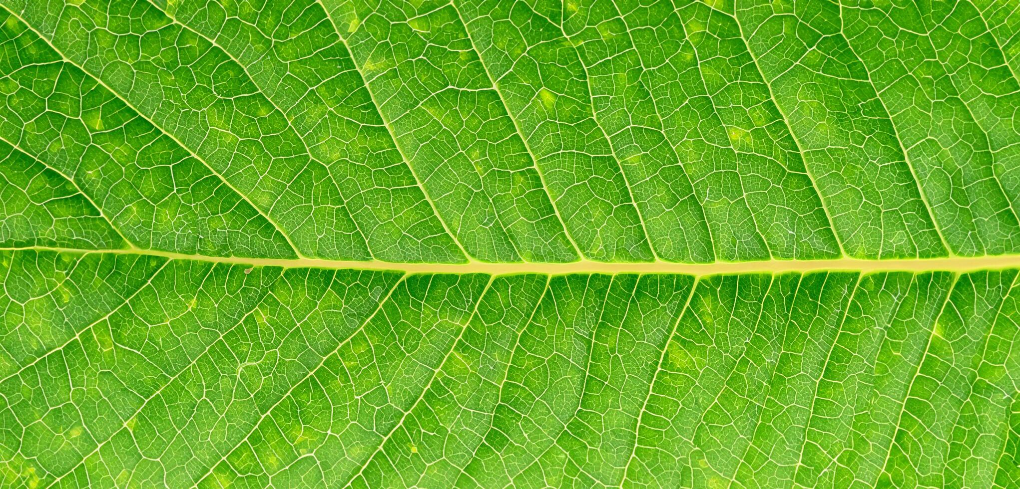 Close-up photo of a leaf on a white background.