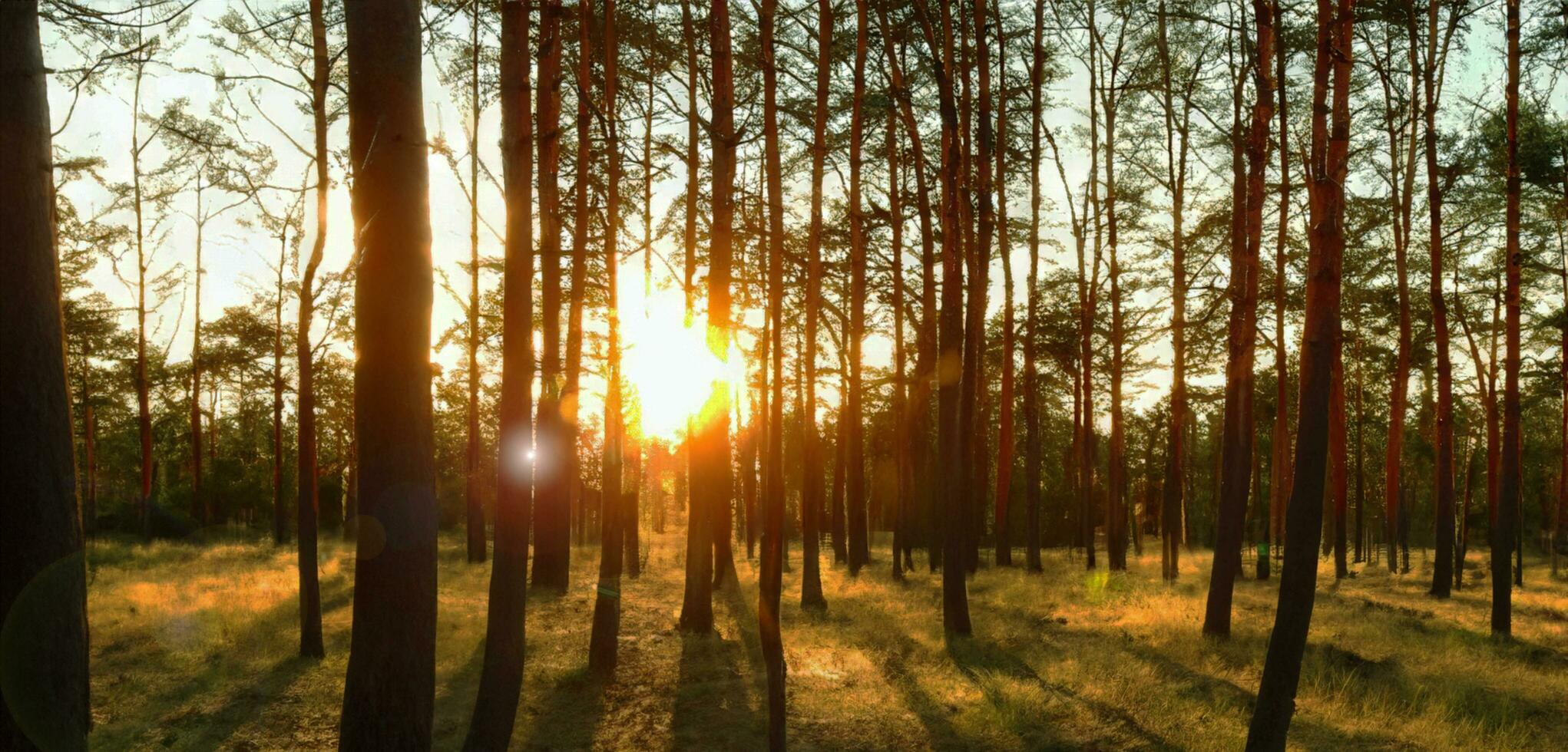 puesta de sol en el pino bosque el noche cielo es naranja bosque en verano 3d ilustración foto