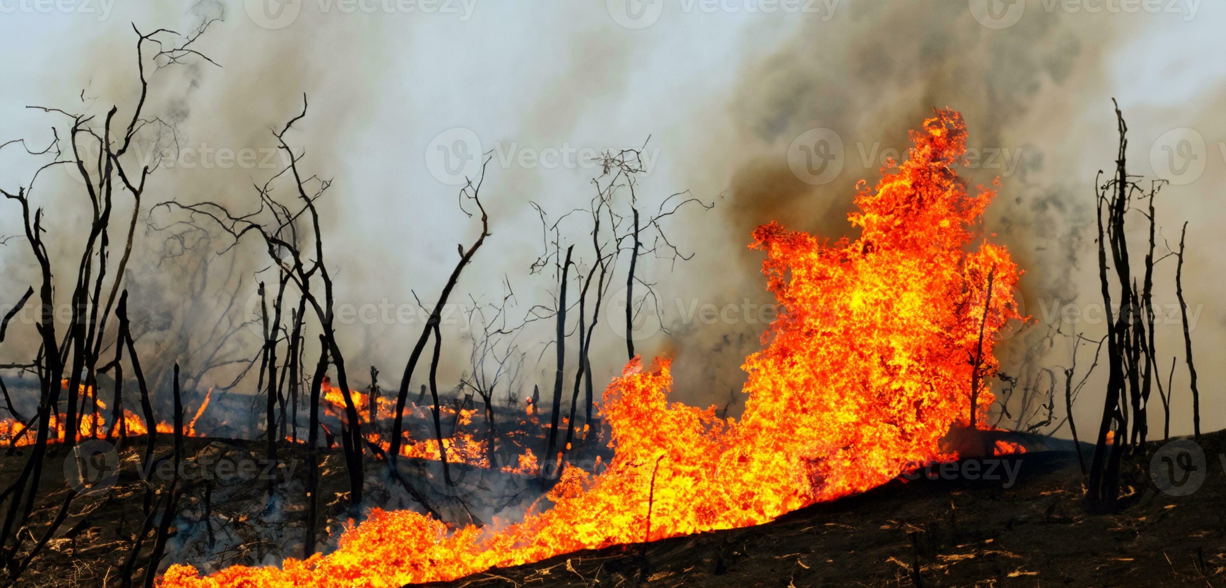 forest fire fire tree on the hill red flames burning tree branches