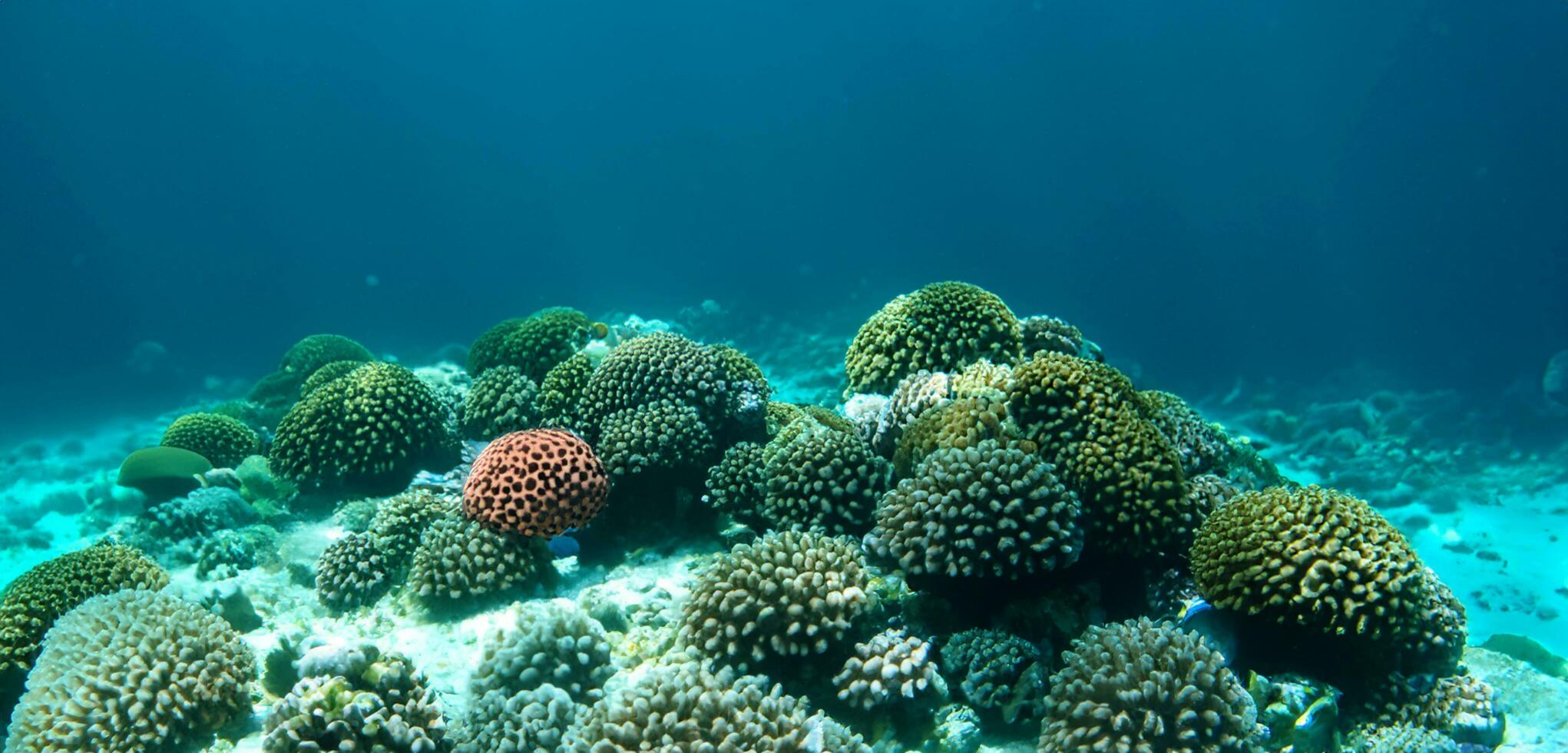 coral underwater sea underwater ecosystem photo