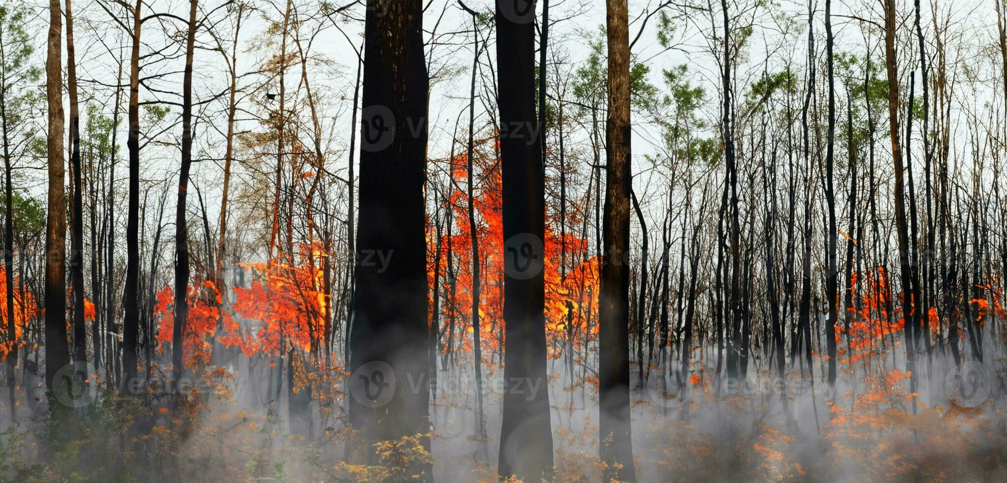 forest fire fire tree on the hill red flames burning tree branches covered in smoke photo