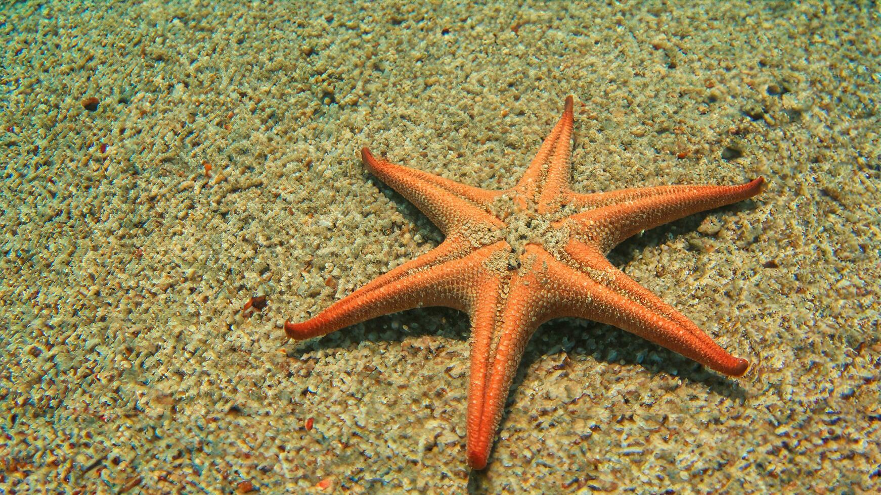 estrella de mar en el mar estrella de mar en el arena submarino foto