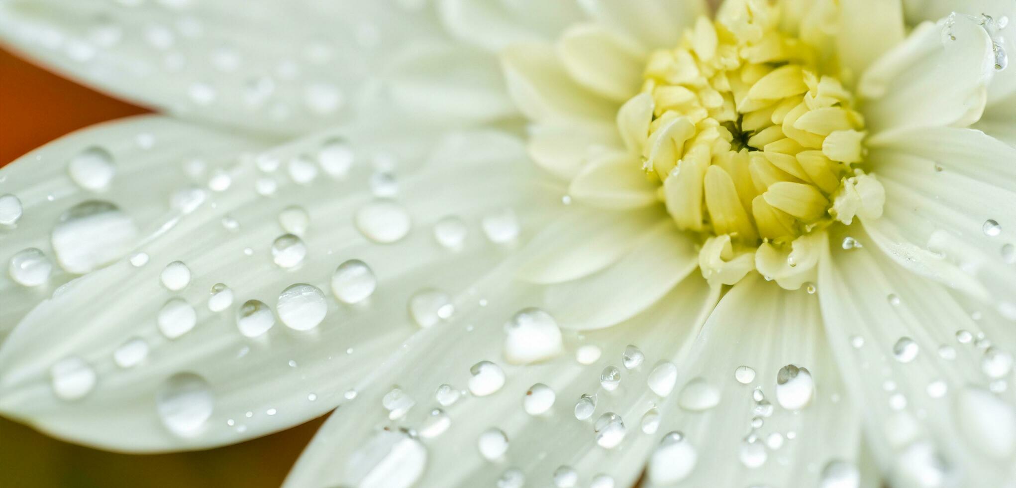 Bright background of water drops in leaf petals morning dew on flowers photo