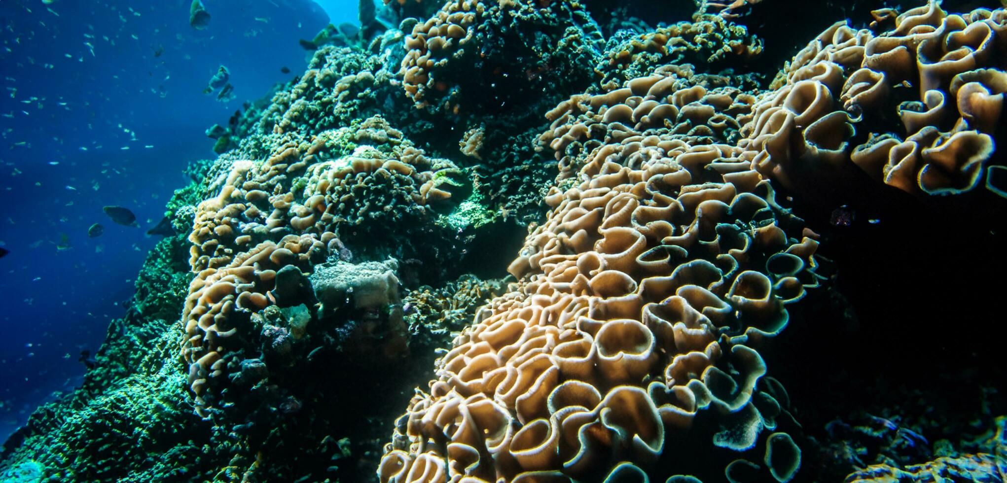 coral underwater sea underwater ecosystem photo