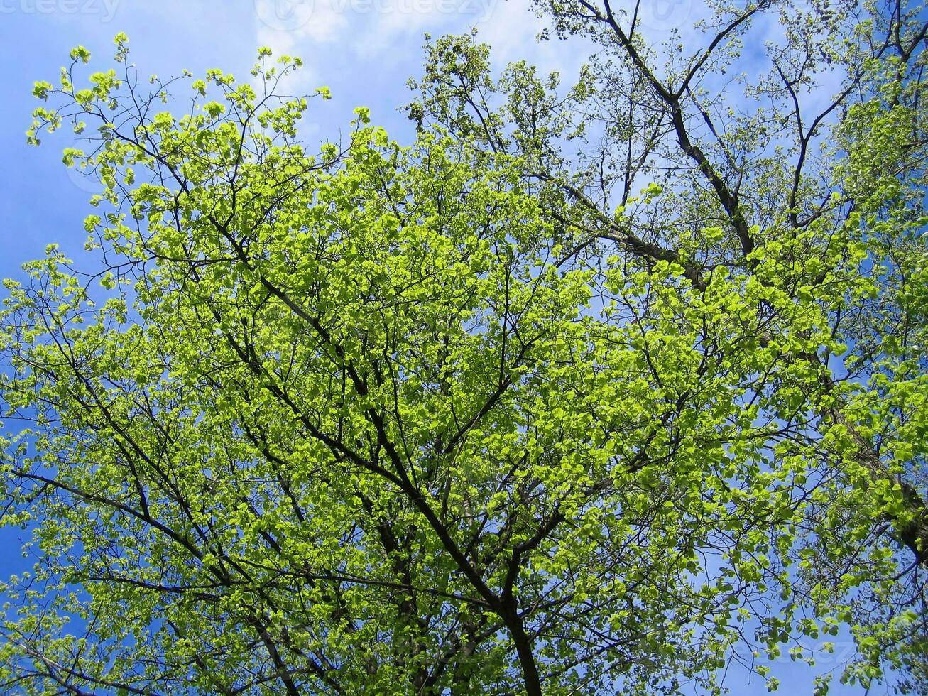 Beautiful blue sky and trees with fresh foliage photo