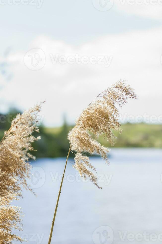 Pampas grass on the lake, reeds, cane seeds. The reeds on the lake sway in the wind against the blue sky and water. Abstract natural background. Beautiful pattern with bright colors photo